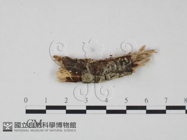 登錄號:F0021713藏品圖，第1張