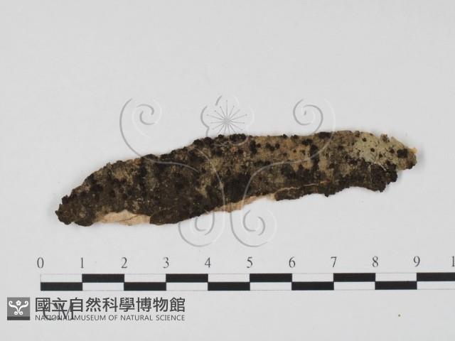 登錄號:F0011713藏品圖，第1張
