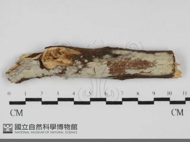 登錄號:F0031713藏品圖，第1張