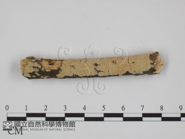 登錄號:F0024713藏品圖，第1張