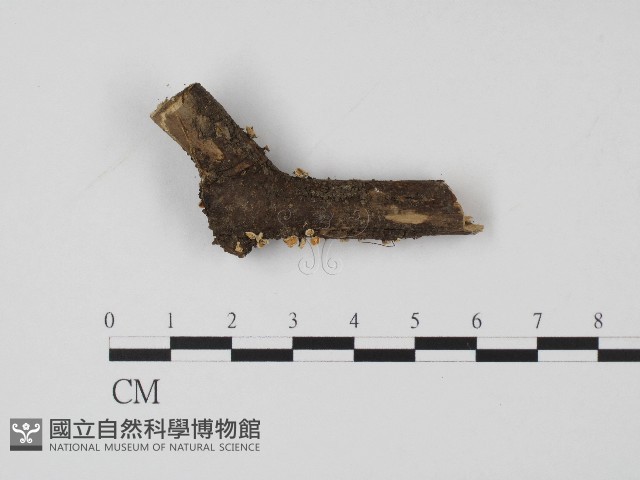 登錄號:F0004713藏品圖，第1張