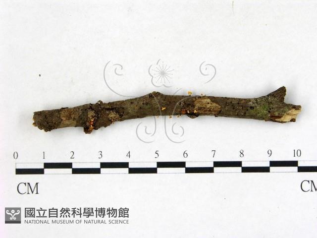 登錄號:F0022713藏品圖，第1張