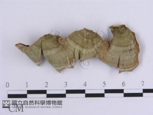 韌革菌屬藏品圖，第1張