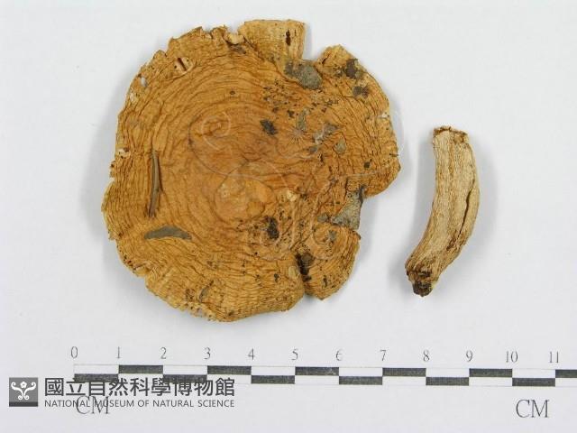 紅菇屬藏品圖，第1張
