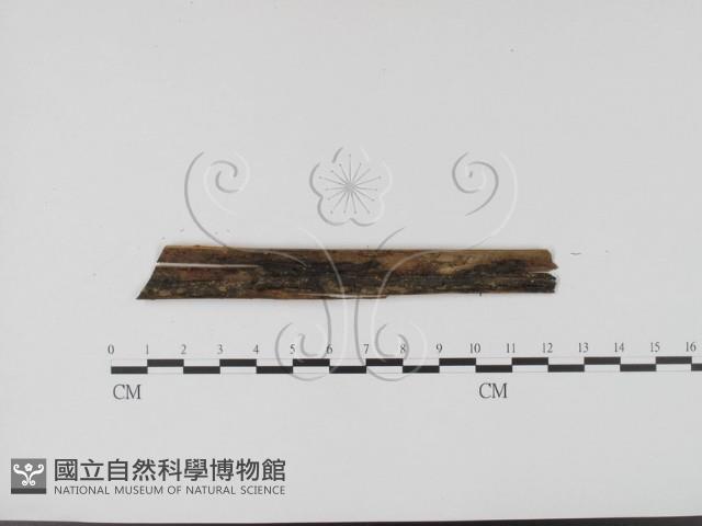 登錄號:F0007713藏品圖，第1張