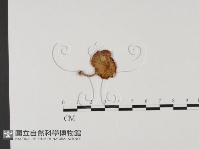 登錄號:F0025713藏品圖，第1張