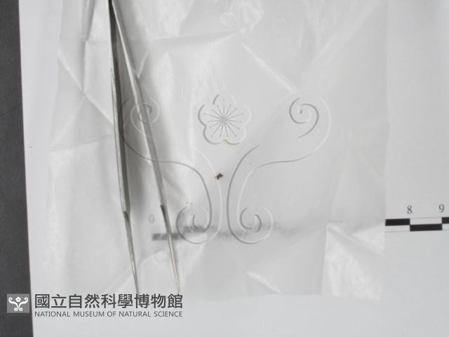 登錄號:F0005713藏品圖，第1張