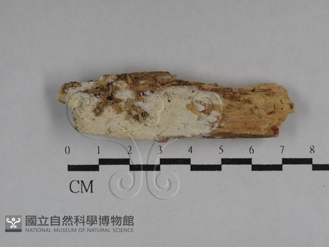 絲齒菌屬藏品圖，第1張