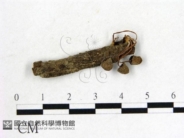 登錄號:F0009713藏品圖，第1張