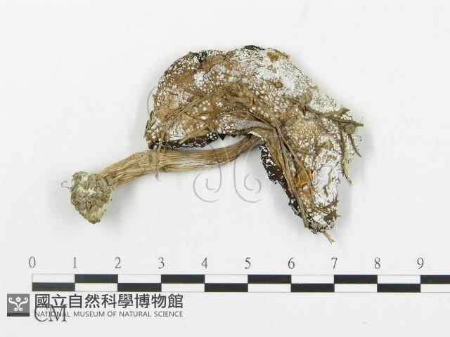 傘菌屬藏品圖，第1張