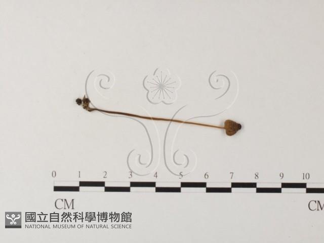 小菇屬藏品圖，第1張