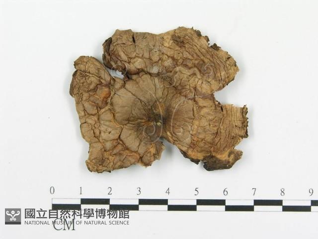 傘菌屬藏品圖，第1張