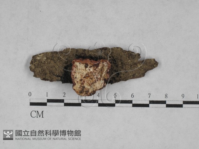 寡孔菌屬藏品圖，第1張