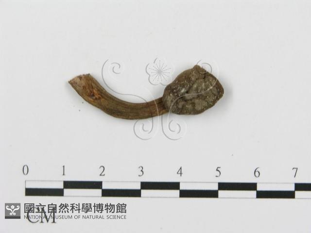 登錄號:F0008513藏品圖，第1張