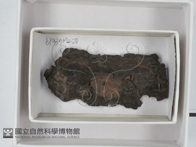 登錄號:F0018513藏品圖，第1張