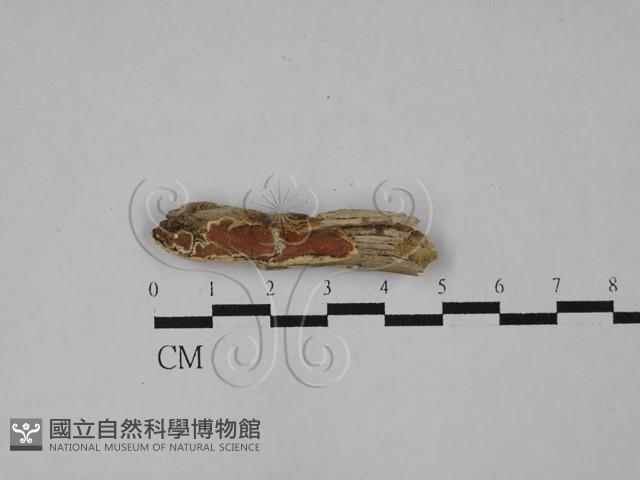 登錄號:F0020513藏品圖，第1張