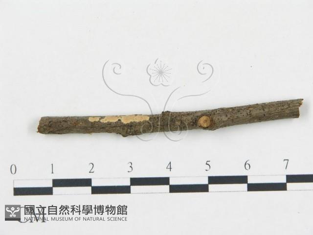 登錄號:F0000513藏品圖，第1張