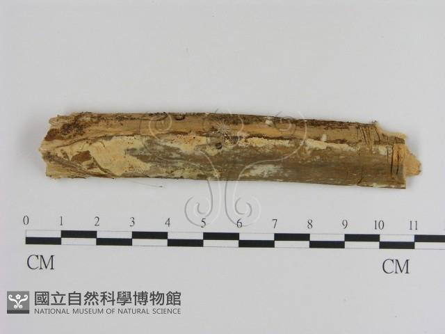 登錄號:F0010513藏品圖，第1張