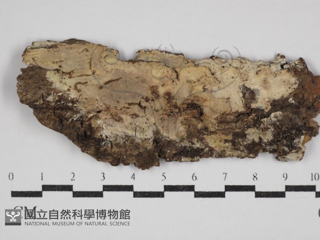 登錄號:F0030513藏品圖，第1張
