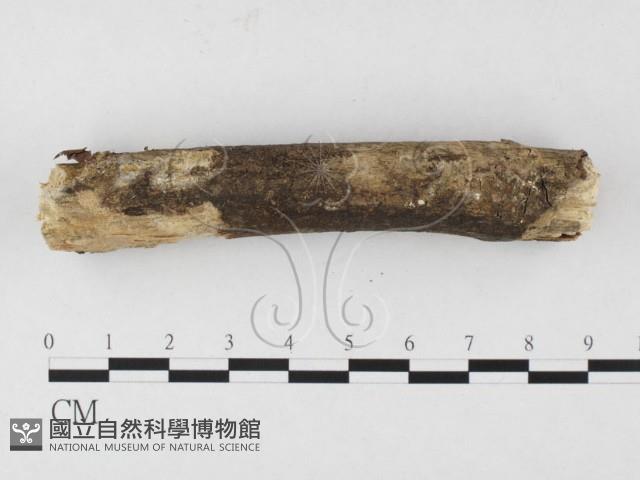 登錄號:F0026513藏品圖，第1張