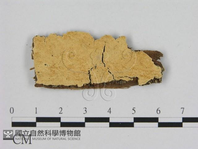 登錄號:F0006513藏品圖，第1張