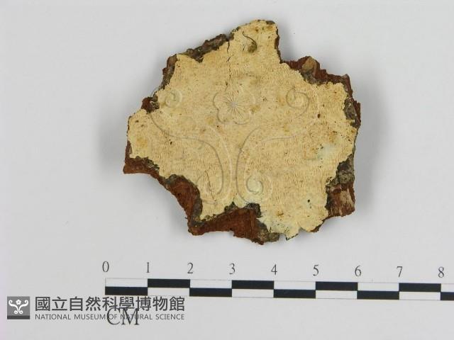 登錄號:F0016513藏品圖，第1張