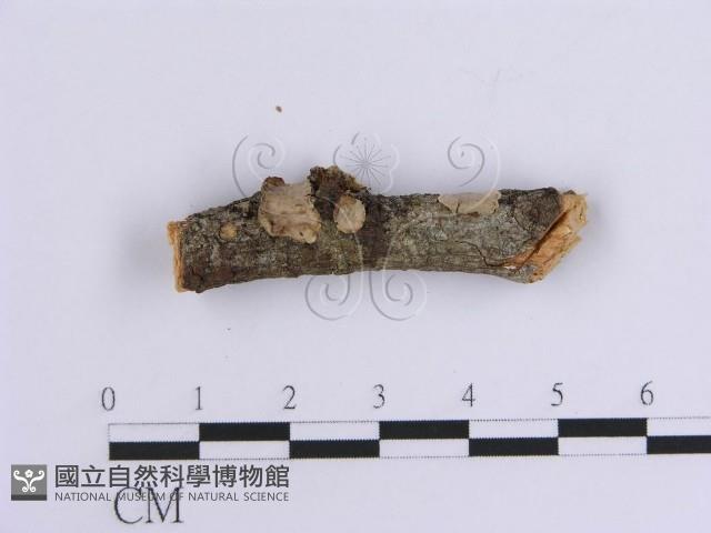 韌革菌屬藏品圖，第1張
