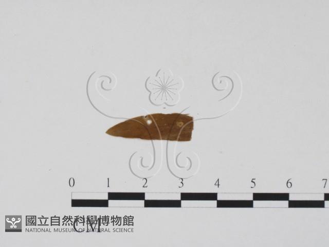 登錄號:F0011513藏品圖，第1張