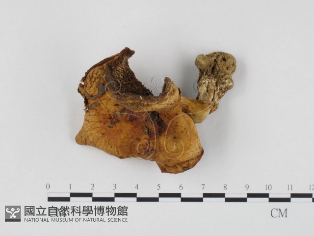 登錄號:F0024513藏品圖，第1張
