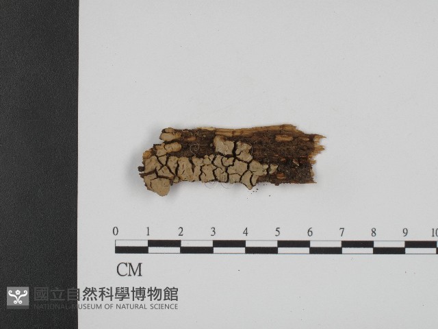 登錄號:F0004513藏品圖，第1張