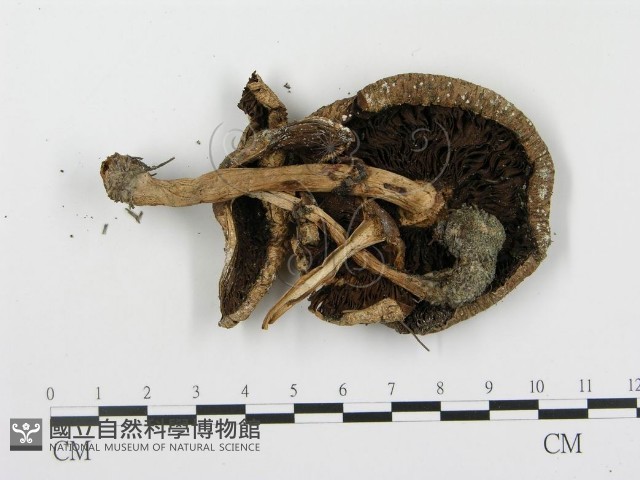 細鱗蘑菇藏品圖，第1張