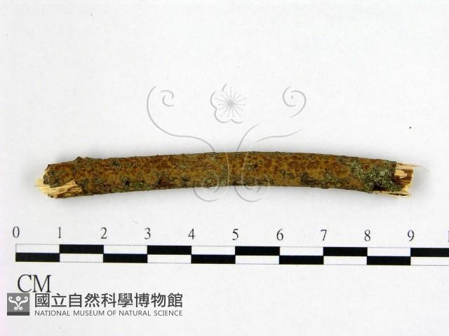 刺革菌屬藏品圖，第1張