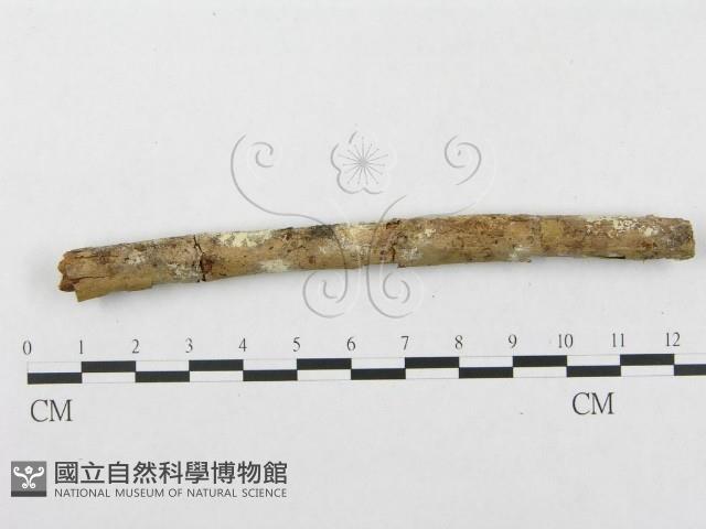 登錄號:F0002513藏品圖，第1張