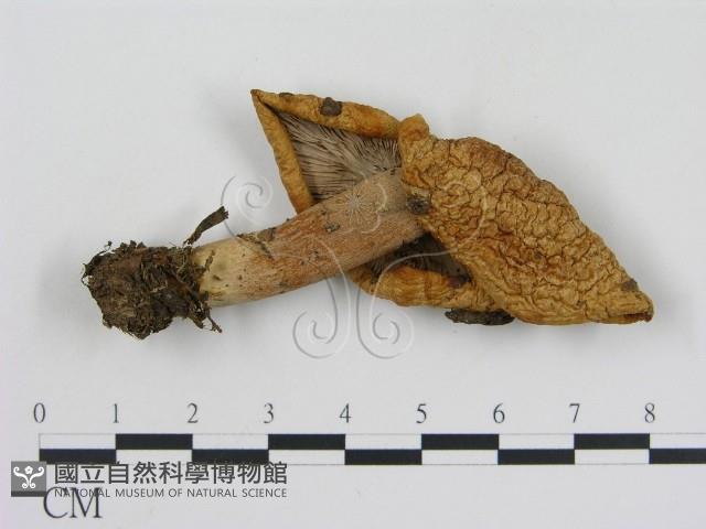 登錄號:F0012513藏品圖，第1張
