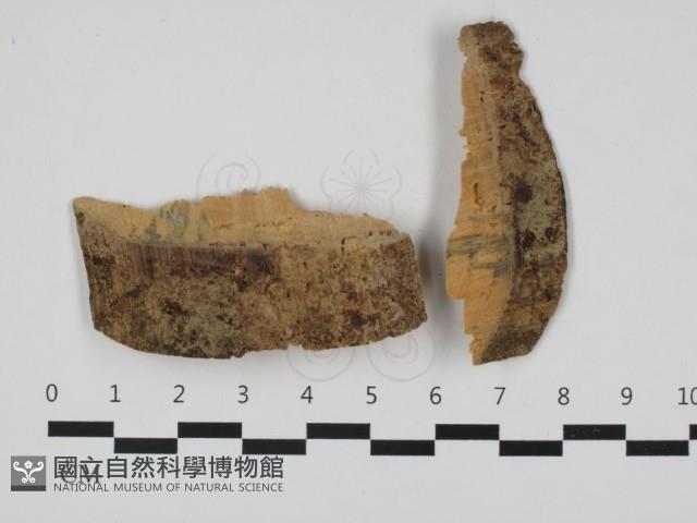 登錄號:F0032513藏品圖，第1張