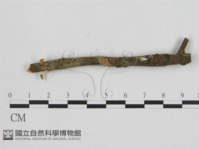 小菇屬藏品圖，第1張