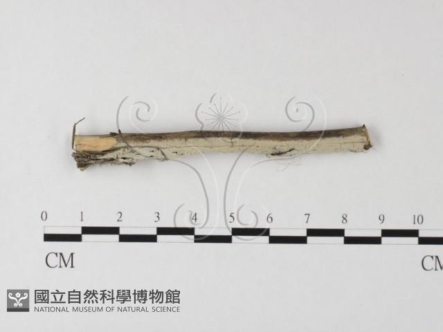 冇骨消絲齒菌藏品圖，第1張