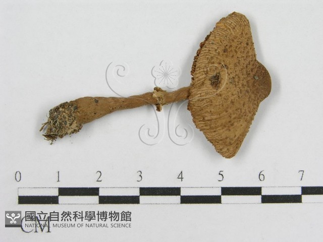 登錄號:F0005513藏品圖，第1張