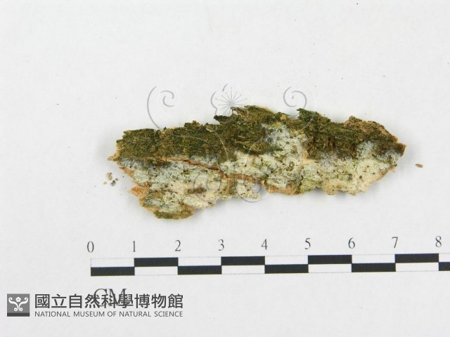 樹脂殼菌屬藏品圖，第1張