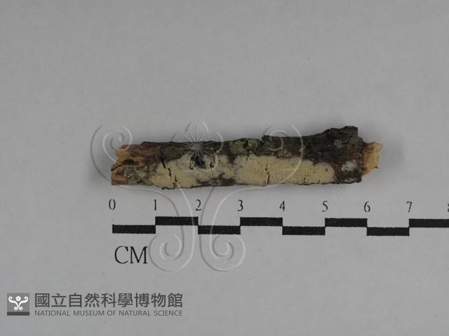 登錄號:F0029513藏品圖，第1張