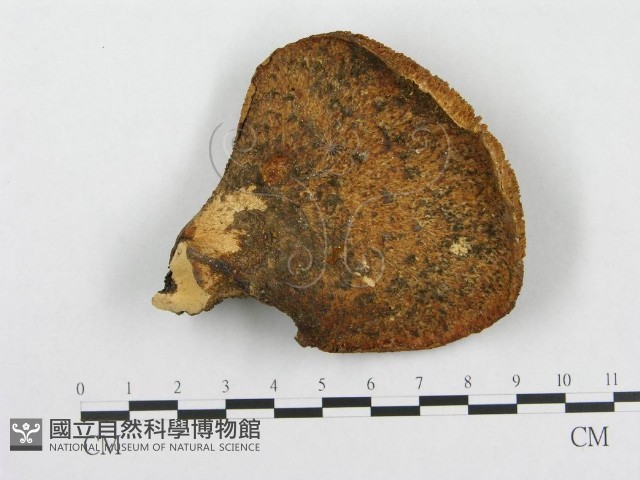 寬鱗多孔菌藏品圖，第1張