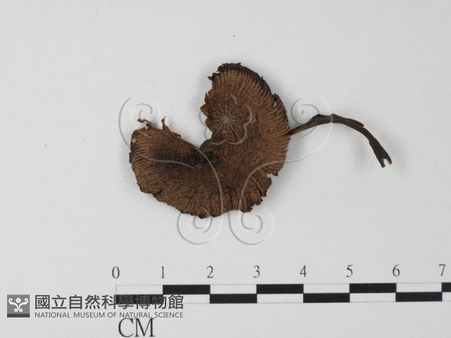 登錄號:F0023513藏品圖，第1張
