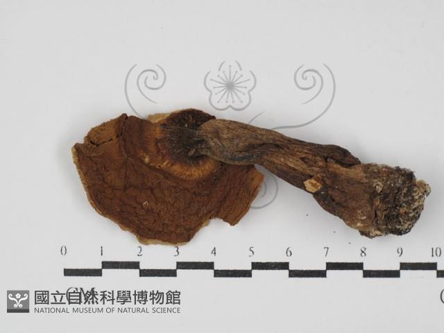 登錄號:F0003513藏品圖，第1張