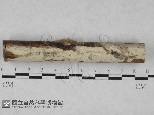 登錄號:F0028113藏品圖，第1張