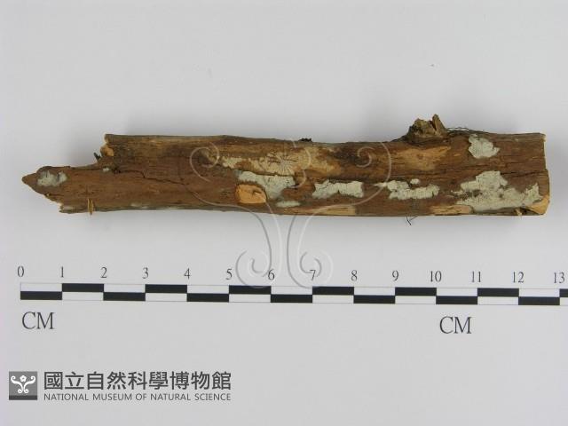 絲皮菌屬藏品圖，第1張