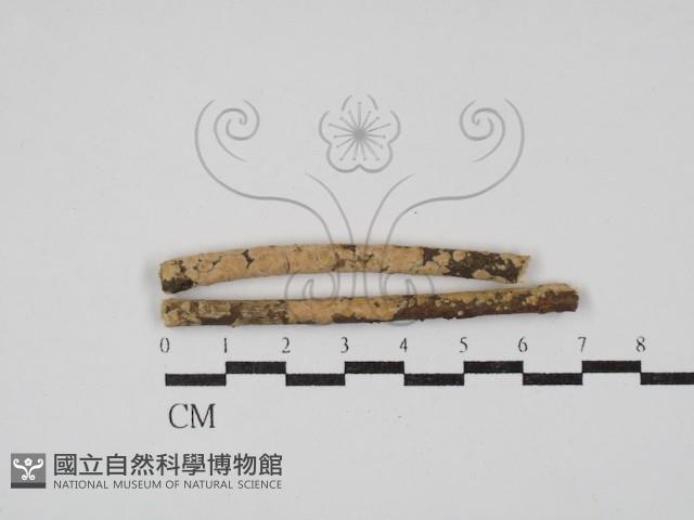 登錄號:F0030113藏品圖，第1張