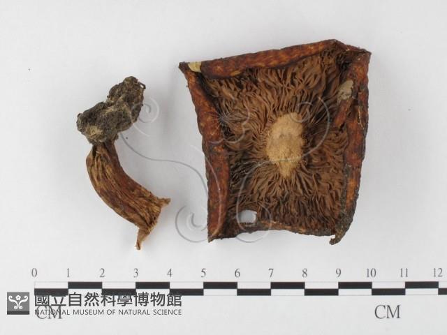 登錄號:F0026113藏品圖，第1張