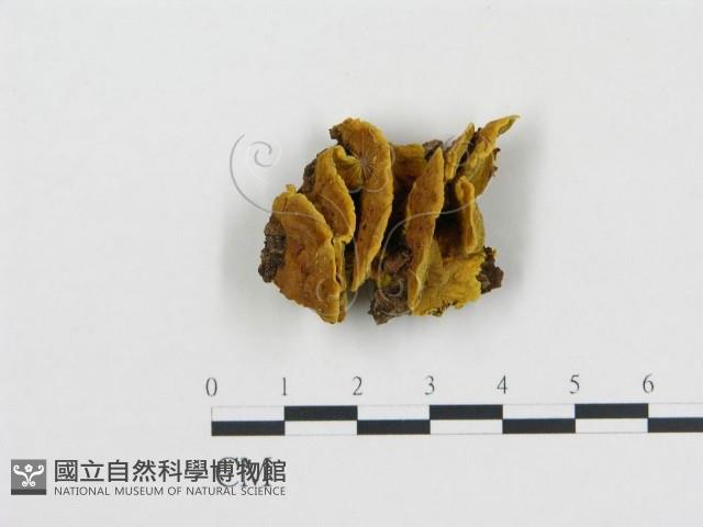 登錄號:F0006113藏品圖，第1張