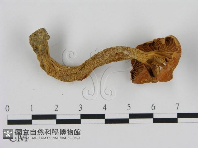 登錄號:F0016113藏品圖，第1張