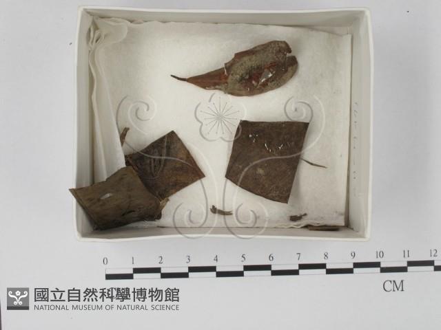 登錄號:F0021113藏品圖，第1張